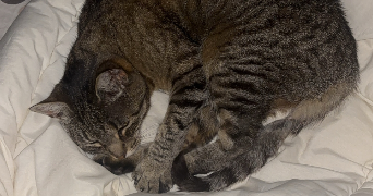 emma pet sitter à BEAUZAC 43590_0