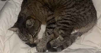 emma pet sitter à BEAUZAC 43590