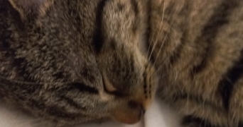 dounia pet sitter à GENNEVILLIERS 92230_0