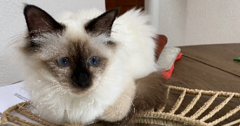 tanita pet sitter à CESSEY 25440_2
