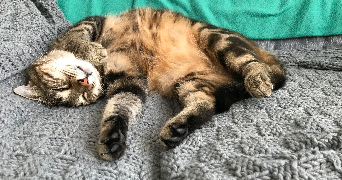 justine pet sitter à AVRANCHES 50300_5