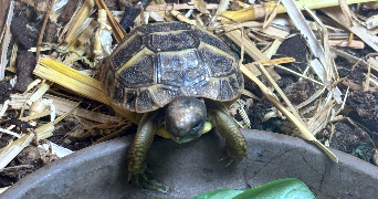 oceane pet sitter à FREYMING MERLEBACH 57800_9