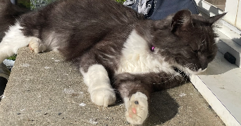 marie pet sitter à Chantonnay 85110_0