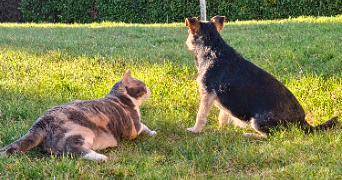 alice pet sitter à GAMACHES 80220_1