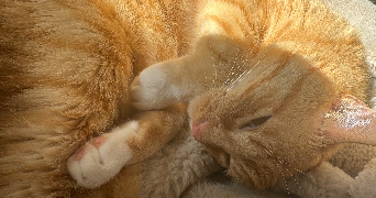 marine pet sitter à MAISONS ALFORT 94700_1
