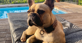 diana pet sitter à TRAPPES 78190_1