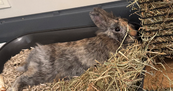 chléa pet sitter à NANTES 44300_7