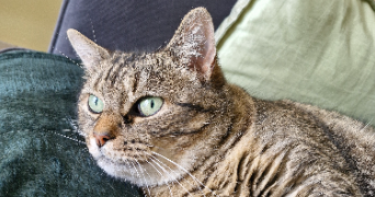 clara pet sitter à LE RAINCY 93340_3