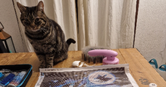 syrine pet sitter à GRENOBLE 38000_8