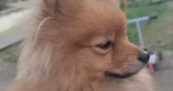 steven  pet sitter à Pithiviers 45300