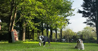 apolline pet sitter à MONTABOT 50410_3