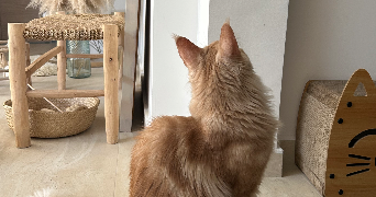 maelia pet sitter à MENTON 06500_5