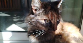 flora pet sitter à TOULOUSE 31000_1