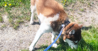 angélique pet sitter à HOENHEIM 67800_5