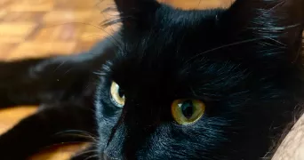 linda pet sitter à PARIS 12 75012