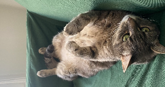 capucine pet sitter à nancy 54000_3
