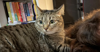mariana pet sitter à LYON 08 69008_3