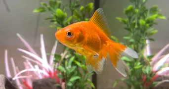 dyna pet sitter à ANDERLECHT 1070