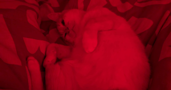 marion pet sitter à ST MICHEL SUR ORGE 91240_2