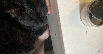 aglaée pet sitter à PARIS 08 75008_3