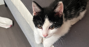 elvire pet sitter à LILLE 59000_4