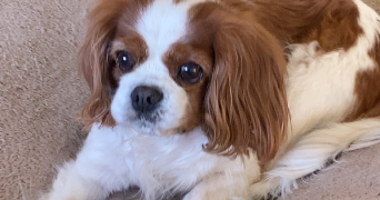 valerie pet sitter à ROMANS SUR ISERE 26100_0