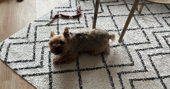 margot pet sitter à puteaux 92800_4