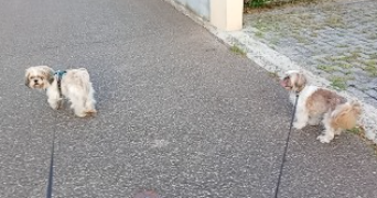 ewa-marion pet sitter à ECKBOLSHEIM 67201_8