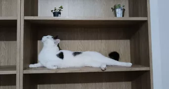 maelle pet sitter à LE MANS 72000