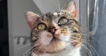 simon pet sitter à BAUVIN 59221_1