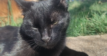 steven  pet sitter à Pithiviers 45300_0