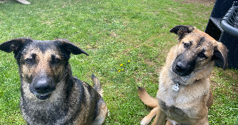 manon pet sitter à VEYRAC 87520_4