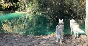 clémence pet sitter à BAS EN BASSET 43210_3