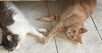 lilou pet sitter à BRON 69500_0