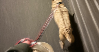 claudia pet sitter à IVRY SUR SEINE 94200_1