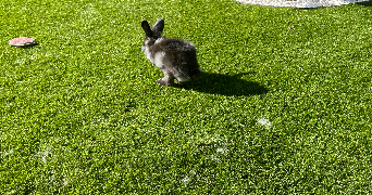 marianne pet sitter à SIX FOURS LES PLAGES 83140_2