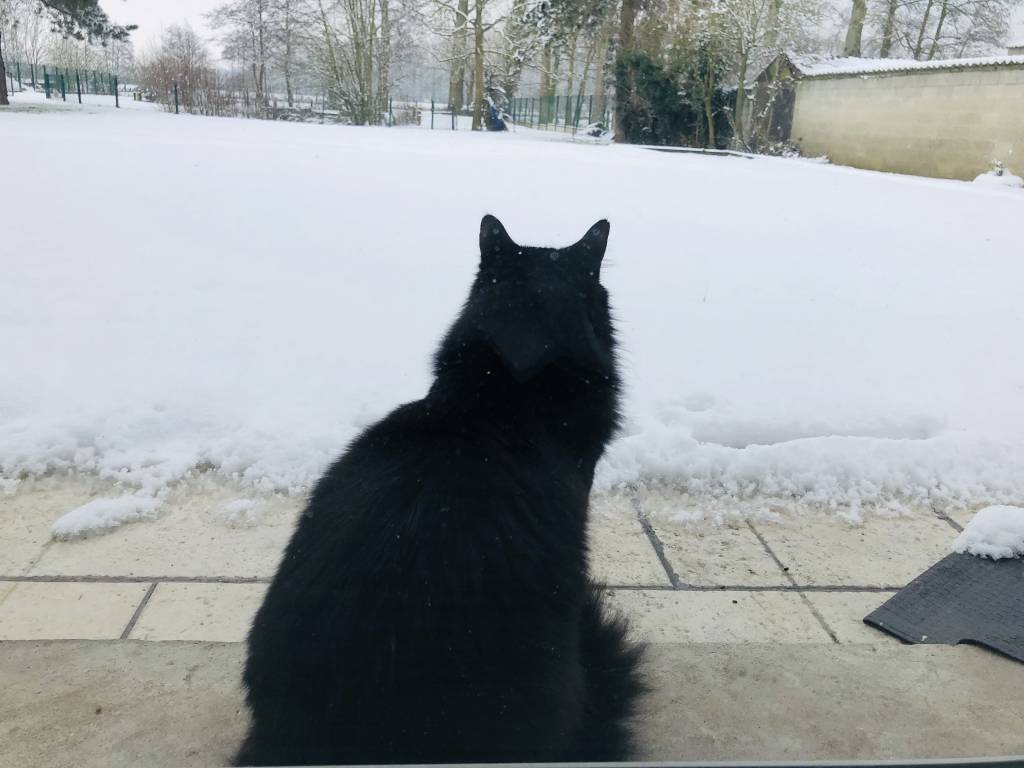 marie  pet sitter à Linselles 59126_4