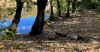 thelma pet sitter à MONTPELLIER 34000_7