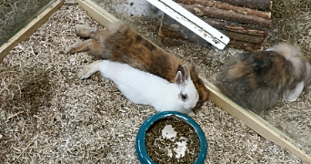 alice pet sitter à NANTES 44300_2