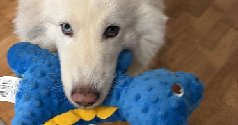 catalina pet sitter à TOULON 83200_2