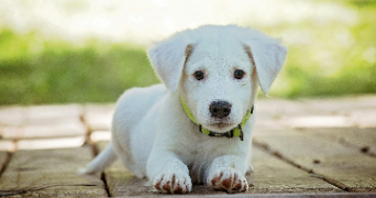 karine pet sitter à TOULON 83000_0