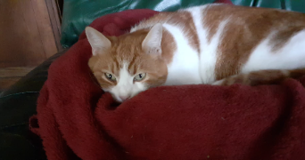 lucie cat sitter à PESSAC 33600_1