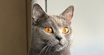 dounia pet sitter à VENISSIEUX 69200_0