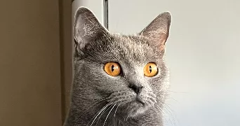dounia pet sitter à VENISSIEUX 69200