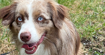 karina pet sitter à EVIAN LES BAINS 74500_7
