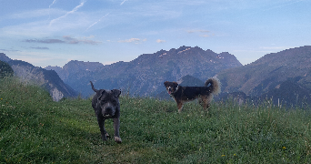 margot dog sitter à VILLARD RECULAS 38114_1