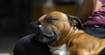 kessy pet sitter à MOUGINS 06250_7