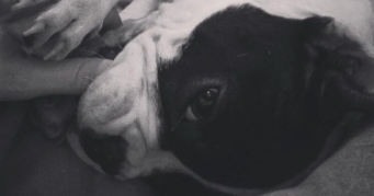 madison pet sitter à NOMDIEU 47600_7
