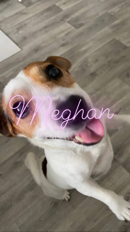 meghan  pet sitter à Évry-Courcouronnes 91000_4