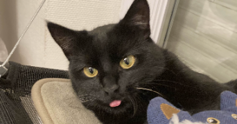lola pet sitter à BOURG EN BRESSE 01000_0